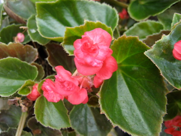 B. ‘Doublet Rose’